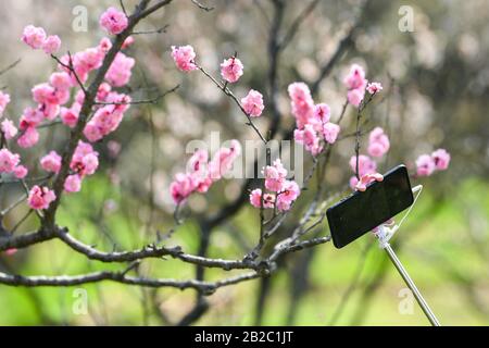 Nanjing, Chinas Provinz Jiangsu. März 2020. Ein Tourist macht Fotos von Pflaumenblüten mit einem Handy am Berg Meihua in Nanjing, der Hauptstadt der ostchinesischen Provinz Jiangsu, 2. März 2020. Kredit: Li Bo/Xinhua/Alamy Live News Stockfoto