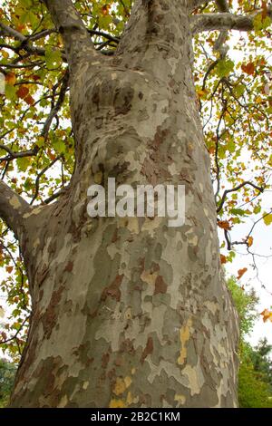 Farbe der Rinde American Platanus occidentalis. Hintergrund aus der Rinde eines Baumes. Stockfoto