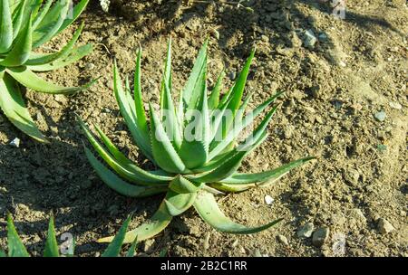 Nahaufnahme der großen Aloe vera- oder der echten Aloe-Pflanze. Exotischer Blumenhintergrund. Beliebte Anlage für pharmazeutische Zwecke. Stockfoto