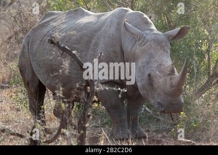 Afrika, Voyager Südafrika - 21, 30 agosto 2017 Stockfoto