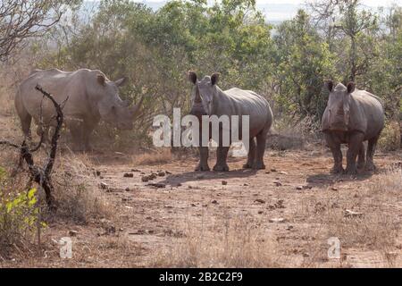 Afrika, Voyager Südafrika - 21, 30 agosto 2017 Stockfoto