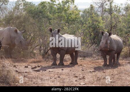 Afrika, Voyager Südafrika - 21, 30 agosto 2017 Stockfoto