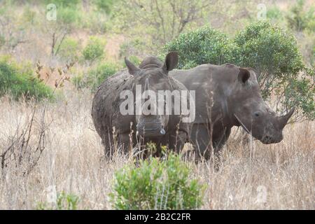 Afrika, Voyager Südafrika - 21, 30 agosto 2017 Stockfoto