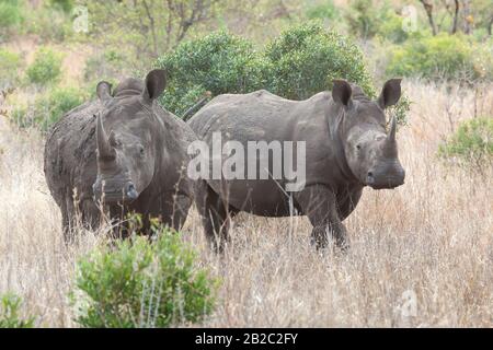 Afrika, Voyager Südafrika - 21, 30 agosto 2017 Stockfoto