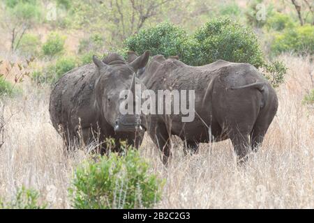 Afrika, Voyager Südafrika - 21, 30 agosto 2017 Stockfoto