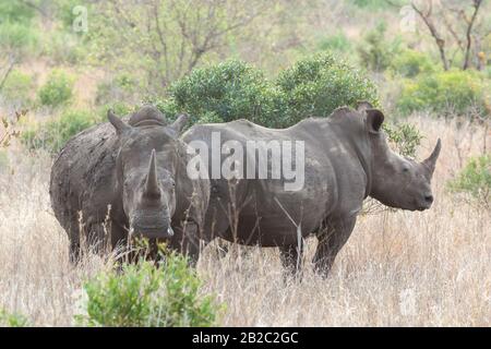 Afrika, Voyager Südafrika - 21, 30 agosto 2017 Stockfoto