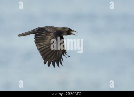 Amerikanische Krähe im Flug Stockfoto