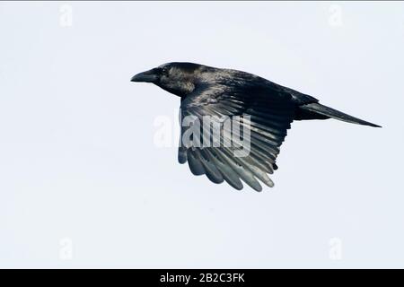 Amerikanische Krähe im Flug Stockfoto
