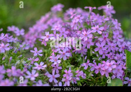Pink phlox subulata - wunderschönes Foto mit Blumendekost Stockfoto