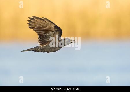 Amerikanische Krähe im Flug Stockfoto