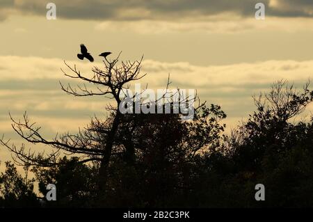Amerikanische Krähe im Flug landschaftlich schön Stockfoto