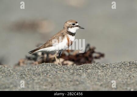 Doppelbande, Charadrius bicinctus, Erwachsener am Strand, Kaikoura, Neuseeland Stockfoto