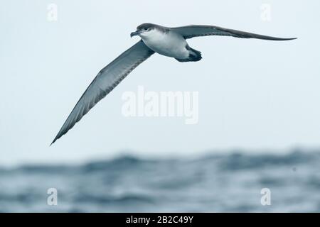 Bullers Meerwasser, Ardenna bulleri, fliegen über das Meer, Kaikoura, Neuseeland Stockfoto