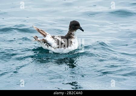 Cape Petrel, Daption Capensae, Schwimmen auf dem Meer, Kaikoura, Neuseeland Stockfoto