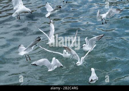 Black-billed Gull, Chroicoephalus bulleri, mehrere Vögel auf dem Wasser, Queenstown South Island, Neuseeland 2. Dezember 2019 Stockfoto