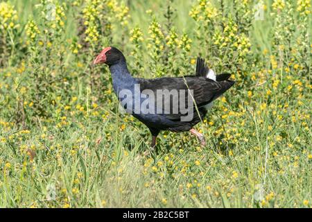 Australasian Swamphen, Porphyrio melanotus, Erwachsener, der auf kurzer Vegetation spazieren geht, Hot Water Beach, North Island, Neuseeland 21. November 2019 Stockfoto