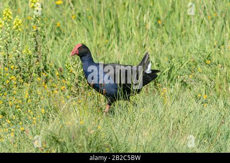 Australasian Swamphen, Porphyrio melanotus, Erwachsener, der auf kurzer Vegetation spazieren geht, Hot Water Beach, North Island, Neuseeland 21. November 2019 Stockfoto