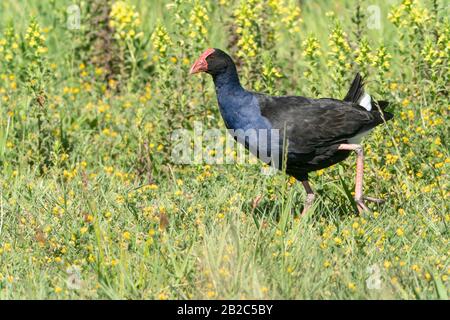 Australasian Swamphen, Porphyrio melanotus, Erwachsener, der auf kurzer Vegetation spazieren geht, Hot Water Beach, North Island, Neuseeland 21. November 2019 Stockfoto