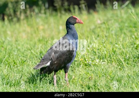 Australasian Swamphen, Porphyrio melanotus, Erwachsener, der auf kurzer Vegetation spazieren geht, Hot Water Beach, North Island, Neuseeland 21. November 2019 Stockfoto