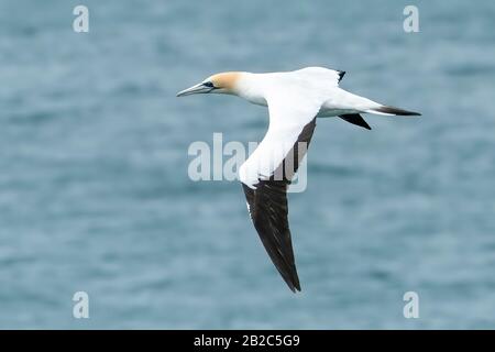 Australasian Gannet, Morus Serrator, Erwachsener im Flug über Wasser, Tairoa Head, South Island, Neuseeland 5. Dezember 2019 Stockfoto