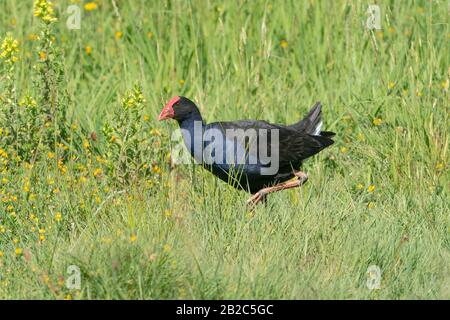 Australasian Swamphen, Porphyrio melanotus, Erwachsener, der auf kurzer Vegetation spazieren geht, Hot Water Beach, North Island, Neuseeland 21. November 2019 Stockfoto