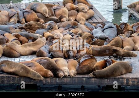 California Sea Lions ruhen auf Pier 39 in der San Francisco Bay, Kalifornien, Vereinigte Staaten von Amerika. Stockfoto