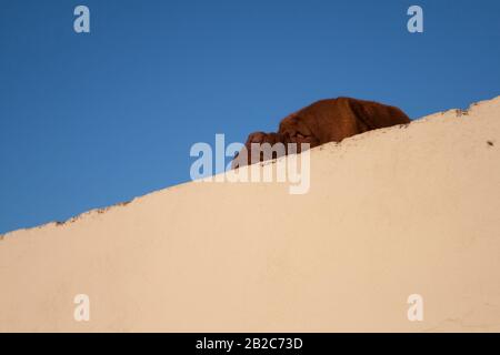 Mastiff Hund versteckt sich hinter der Wand Stockfoto