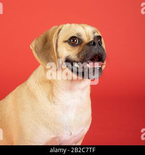 Porträt des jungen liebenswerten fröhlichen Puggles Stockfoto