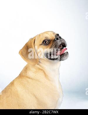 Porträt des jungen liebenswerten fröhlichen Puggles Stockfoto