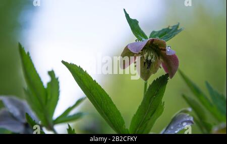 Bunte Hellebore-Blume mit Wassertropfen. Stockfoto