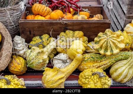 Schöne und verschiedene Sorten von Kürbissen und Kürbissen. Rustikale Herbstszene. Selektiver Fokus. Nahaufnahme. Stockfoto