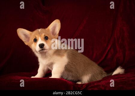 Pembroke Welsh Corgi Puppenporträt zu Hause auf rotem Samthintergrund Stockfoto