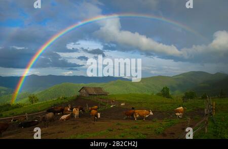 Regenbogen über Kuhfarm in Bergen. Stockfoto