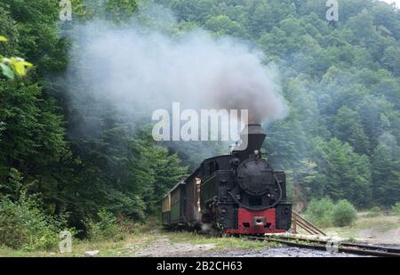 Fahrende Holzbrenner-Lok von Mocanita (Maramures, Rumänien). Der alte Zug liegt vor grünem Waldgrund. Stockfoto