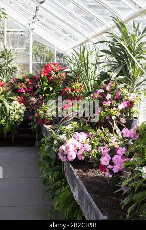 Freiwillige Park Conservatory in Seattle, Washington, USA. Stockfoto