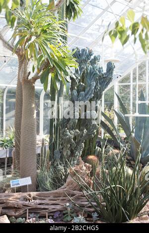 Der Kakteengarten am Volunteer Park Conservatory in Seattle, Washington, USA. Stockfoto