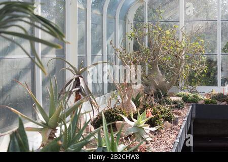 Der Kakteengarten am Volunteer Park Conservatory in Seattle, Washington, USA. Stockfoto