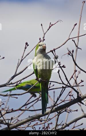 Brooklyn, New York, USA: Ein Mönch Sittich (Myiopsitta monachus), auch Quäker-Papagei genannt, auf dem Green-Wood Cemetery. Stockfoto