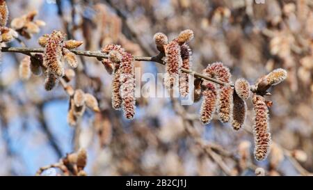 Detail eines kleinen Zweigs aus Silberpappel mit weiblichen Catkins Stockfoto