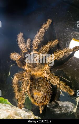 Der brasilianische Lachspinkvogel isst Tarantula in Nahaufnahme, beliebte und tropische Insektenspezialitäten aus Brasilien Stockfoto
