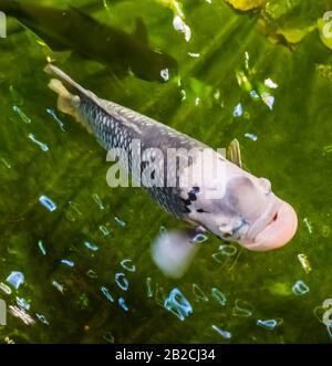 Nahaufnahme eines riesigen Gouramis, das im Wasser schwimmt, beliebte tropische Fischspezialitäten aus Asien Stockfoto