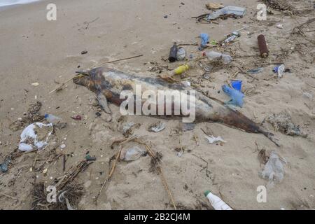 Delphin, der von den Wellen geworfen wird, liegt am Strand und ist von Plastikmüll umgeben. Flaschen, Beutel und andere Kunststoffschutt in der Nähe von ist ein totes Delphin am Strand. Plastische Verschmutzung tötet Meerestiere Stockfoto