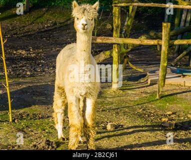 Wunderschönes Porträt eines weißen Alpakas, Llama Spezia aus Südamerika Stockfoto