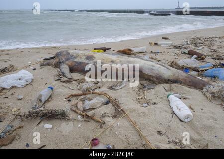 Delphin, der von den Wellen geworfen wird, liegt am Strand und ist von Plastikmüll umgeben. Flaschen, Beutel und andere Kunststoffschutt in der Nähe von ist ein totes Delphin am Strand. Plastische Verschmutzung tötet Meerestiere Stockfoto