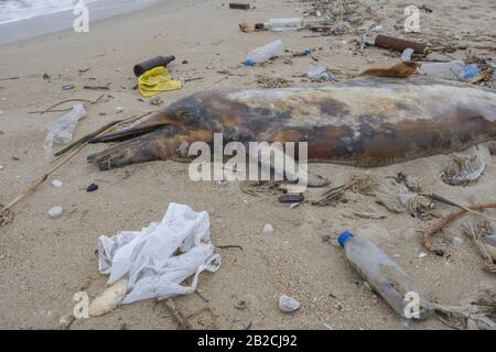 Delphin, der von den Wellen geworfen wird, liegt am Strand und ist von Plastikmüll umgeben. Flaschen, Beutel und andere Kunststoffschutt in der Nähe von ist ein totes Delphin am Strand. Plastische Verschmutzung tötet Meerestiere Stockfoto