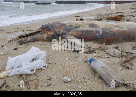 Delphin, der von den Wellen geworfen wird, liegt am Strand und ist von Plastikmüll umgeben. Flaschen, Beutel und andere Kunststoffschutt in der Nähe von ist ein totes Delphin am Strand. Plastische Verschmutzung tötet Meerestiere Stockfoto