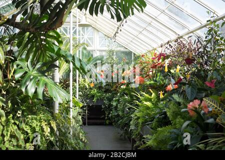 Freiwillige Park Conservatory in Seattle, Washington, USA. Stockfoto