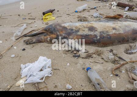 Delphin, der von den Wellen geworfen wird, liegt am Strand und ist von Plastikmüll umgeben. Flaschen, Beutel und andere Kunststoffschutt in der Nähe von ist ein totes Delphin am Strand. Plastische Verschmutzung tötet Meerestiere Stockfoto