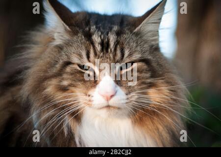 Nahaufnahme des Gesichts einer Katze im Freien. Norwegisches Waldkatzenporträt Stockfoto