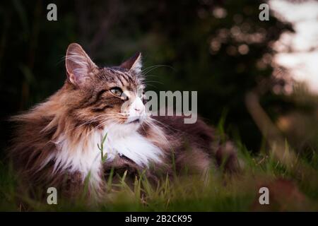 Nahaufnahme einer norwegischen Waldkatze, die auf dem Gras liegt outdoor.calm und sich entspannen kann Stockfoto